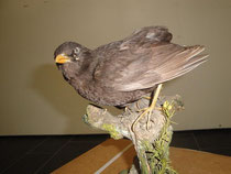 Amsel