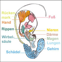 Lage der Organe auf der Ohrmuschel