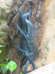 Paarung Varanus macraei