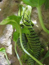 Paarung Varanus reisingeri