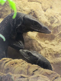 1.1 Varanus beccarii