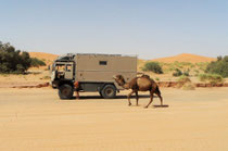 Fernreisemobil, Allradlkw, Reisebericht Marokko, Wüste, Kamel