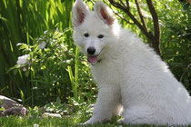 Un chiot berger blanc assis dans les bois par coach canin 16 éducateur canin en charente