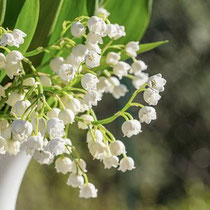 un bouquet de muguet dans un vase fleur toxique pour le chien le chiot par coach canin 16 educateur canin en charente