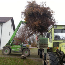 Gartenabfall, Grüngut, Sträucher, Äste, Entsorgung