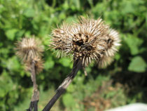 ごぼうの種取りしました Fontution ｅｍ生活で嬉しい毎日