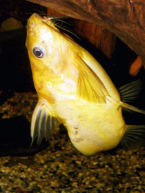 Synodontis nigrita “Yellow“