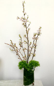 美意識を高める食器とお花の世界 第6回 おうちでお花見、桜を飾ってみよう! ⑨