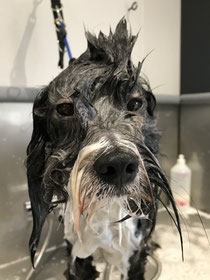 Wassen hond 