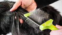 Ontklitten hond 
