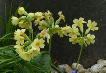 Die spagyrische Zubereitung der Schlüsselblume wirkt entkrampfend und schleimlösend.