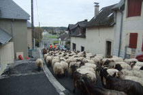 Le gros du troupeau sur l'avenue de Goès