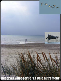 Réservation sortie nature la baie de somme autrement©Découvrons la Baie de Somme