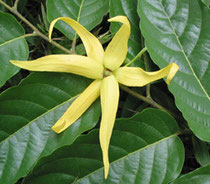 Fleur d'Ylang-Ylang