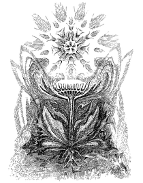 Principe des Composées-by W. Roggenkamp