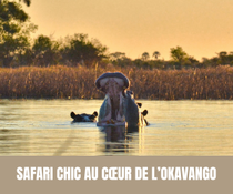 Safari chic au cœur de l’Okavango - Crédit photo : Tous droits réservés.png