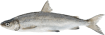 Coregonus lavaretus maraena