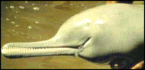 Bec d'un dauphin dulçaquicole