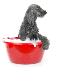 toilettage pour chiens