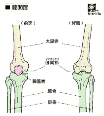 膝の疾患