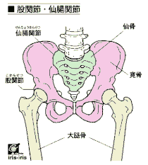 股関節の疾患