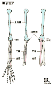 肘の構造