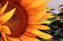 tournesol