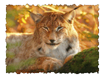 Luchs