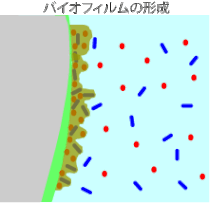 バイオフィルムの形成