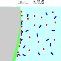 コロニーの形成