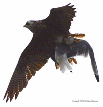 Seltener Raubvogel. Der Gerfalke ist die grösste Falkenart (Grösse eines Mäusebussards) und lebt in der Nordpolregion. © Robert Hansen
