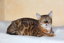 Die Bengal Katze Cattery Vom Bochumer Lilientahl