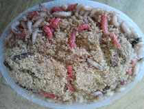 Larva de la mosca de carne