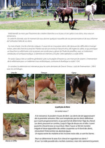 newsletter l'automne des crinières blanches