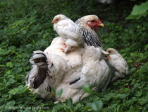 Kükenmutter mit ihren Schützlingen, Foto vom 27.6.13