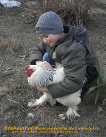 Zahmer Brahmahahn (Größenvergleich) Foto aus 2011