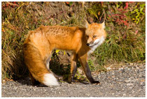 Der Fuchs als Räuber ...