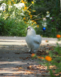 Hahn im Herbstlaub