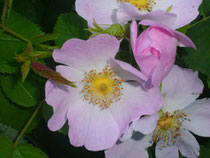 Wild Rose