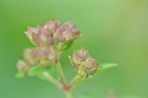 Oregano - Dost