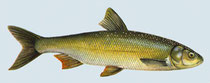 Rutilus frisii meidingeri