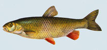 Leuciscus cephalus