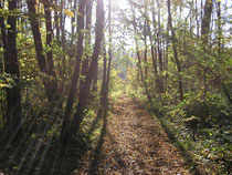 Goldener Herbst in der Au.