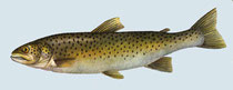 Salmo trutta lacustris
