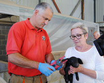 Juan Menéndez, veterinario de ACGA, marcando un ejemplar de gochu asturcelta