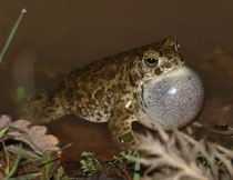 Mascle de Bufo calamita cantant. Foto: Paco Micó.