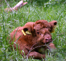 Ein ganz besonderer Tag unser erstesKalb ist da, Dana 06.06.2010