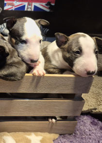 Soulfire Samson & Spotted Sammy (beide sind bereits reserviert)