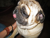 Laos (Mops)