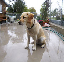 Cindy (Labrador)